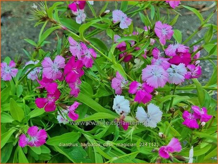 Dianthus barbatus &#039;Dash Magician&#039; | Duizendschoon, Anjer | Bartnelke | Sweet William