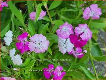 Dianthus barbatus &#039;Dash Magician&#039; | Duizendschoon, Anjer | Bartnelke | Sweet William