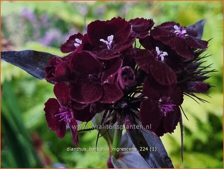 Dianthus barbatus &#039;Nigrescens&#039; | Duizendschoon, Anjer | Bartnelke | Sweet William