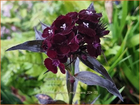 Dianthus barbatus &#039;Nigrescens&#039; | Duizendschoon, Anjer | Bartnelke | Sweet William