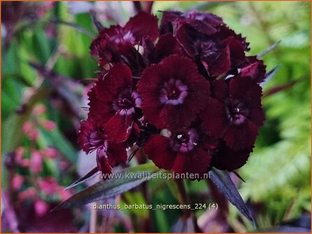 Dianthus barbatus &#039;Nigrescens&#039; | Duizendschoon, Anjer | Bartnelke | Sweet William