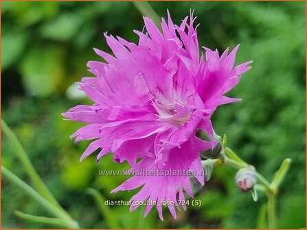 Dianthus &#039;Double Rose&#039; | Grasanjer, Anjer | Federnelke | Cottage Pink