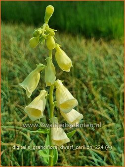 Digitalis grandiflora &#039;Dwarf Carillon&#039; | Grootbloemig vingerhoedskruid, Vingerhoedskruid, Pijpenkop | Gro&szlig;bl&uuml;tiger 