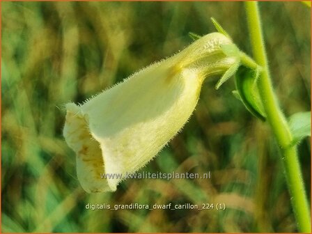 Digitalis grandiflora &#039;Dwarf Carillon&#039; | Grootbloemig vingerhoedskruid, Vingerhoedskruid, Pijpenkop | Gro&szlig;bl&uuml;tiger 