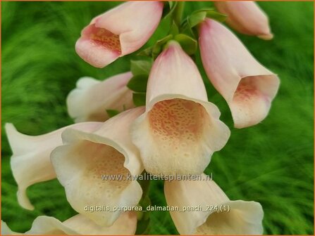 Digitalis purpurea &#039;Dalmatian Peach&#039; | Gewoon vingerhoedskruid, Vingerhoedskruid, Pijpenkop | Roter Fingerhut | C