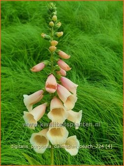 Digitalis purpurea &#039;Dalmatian Peach&#039; | Gewoon vingerhoedskruid, Vingerhoedskruid, Pijpenkop | Roter Fingerhut | C