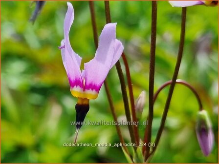 Dodecatheon meadia &#039;Aphrodite&#039; | Twaalfgodenkruid | Meads-G&ouml;tterblume | Shooting Star