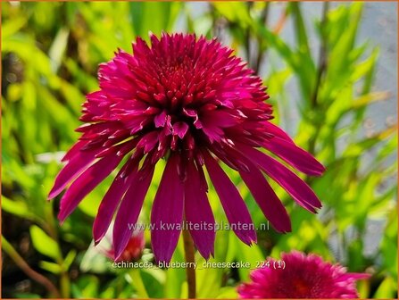 Echinacea &#039;Blueberry Cheesecake&#039; | Rode zonnehoed, Zonnehoed | Roter Sonnenhut | Purple Coneflower