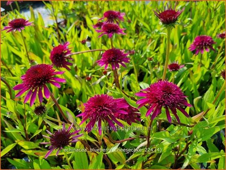 Echinacea &#039;Blueberry Cheesecake&#039; | Rode zonnehoed, Zonnehoed | Roter Sonnenhut | Purple Coneflower