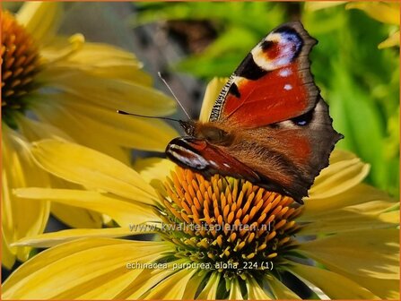 Echinacea purpurea &#039;Aloha&#039; | Rode zonnehoed, Zonnehoed | Roter Sonnenhut | Purple Coneflower