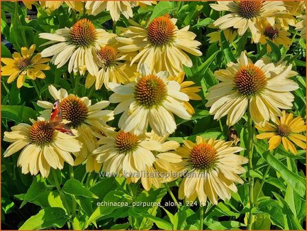 Echinacea purpurea &#039;Aloha&#039; | Rode zonnehoed, Zonnehoed | Roter Sonnenhut | Purple Coneflower