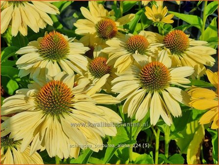 Echinacea purpurea &#039;Aloha&#039; | Rode zonnehoed, Zonnehoed | Roter Sonnenhut | Purple Coneflower