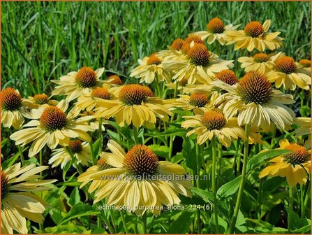 Echinacea purpurea &#039;Aloha&#039; | Rode zonnehoed, Zonnehoed | Roter Sonnenhut | Purple Coneflower