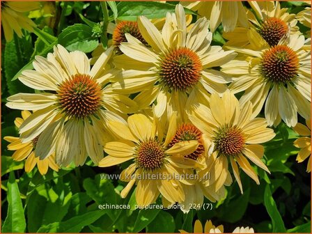 Echinacea purpurea &#039;Aloha&#039; | Rode zonnehoed, Zonnehoed | Roter Sonnenhut | Purple Coneflower