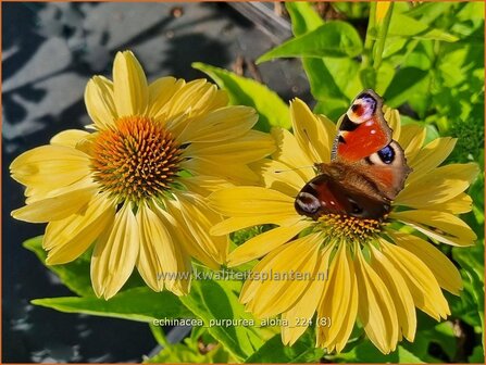 Echinacea purpurea &#039;Aloha&#039; | Rode zonnehoed, Zonnehoed | Roter Sonnenhut | Purple Coneflower