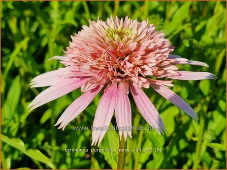 Echinacea purpurea &#039;Cherry Fluff&#039; | Rode zonnehoed, Zonnehoed | Roter Sonnenhut | Purple Coneflower