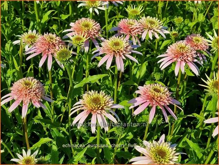 Echinacea purpurea &#039;Cherry Fluff&#039; | Rode zonnehoed, Zonnehoed | Roter Sonnenhut | Purple Coneflower