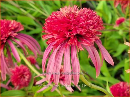 Echinacea purpurea &#039;Guava Ice&#039; | Rode zonnehoed, Zonnehoed | Roter Sonnenhut | Purple Coneflower