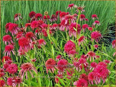 Echinacea purpurea &#039;Guava Ice&#039; | Rode zonnehoed, Zonnehoed | Roter Sonnenhut | Purple Coneflower