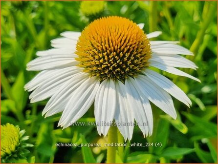 Echinacea purpurea &#039;Meditation White&#039; | Rode zonnehoed, Zonnehoed | Roter Sonnenhut | Purple Coneflower