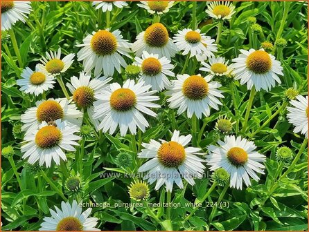 Echinacea purpurea &#039;Meditation White&#039; | Rode zonnehoed, Zonnehoed | Roter Sonnenhut | Purple Coneflower