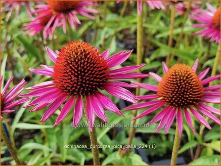 Echinacea purpurea &#039;Pica Bella&#039; | Rode zonnehoed, Zonnehoed | Roter Sonnenhut | Purple Coneflower