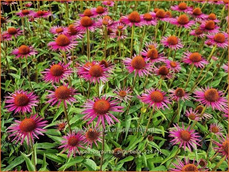 Echinacea purpurea &#039;Pica Bella&#039; | Rode zonnehoed, Zonnehoed | Roter Sonnenhut | Purple Coneflower