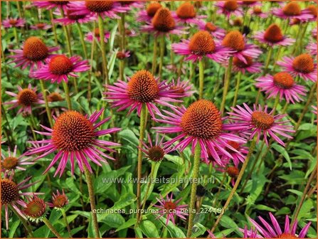 Echinacea purpurea &#039;Pica Bella&#039; | Rode zonnehoed, Zonnehoed | Roter Sonnenhut | Purple Coneflower