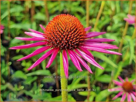 Echinacea purpurea &#039;Pica Bella&#039; | Rode zonnehoed, Zonnehoed | Roter Sonnenhut | Purple Coneflower