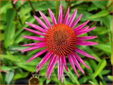 Echinacea purpurea &#039;Pica Bella&#039; | Rode zonnehoed, Zonnehoed | Roter Sonnenhut | Purple Coneflower