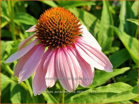 Echinacea purpurea &#039;Pink Skipper&#039; | Rode zonnehoed, Zonnehoed | Roter Sonnenhut | Purple Coneflower