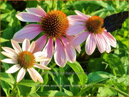 Echinacea purpurea &#039;Pink Skipper&#039; | Rode zonnehoed, Zonnehoed | Roter Sonnenhut | Purple Coneflower