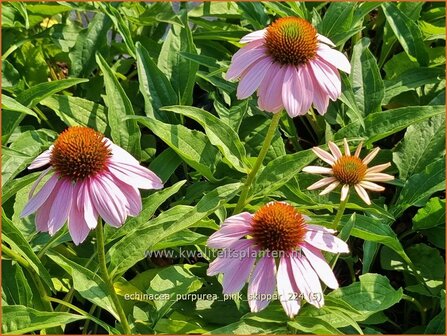 Echinacea purpurea &#039;Pink Skipper&#039; | Rode zonnehoed, Zonnehoed | Roter Sonnenhut | Purple Coneflower