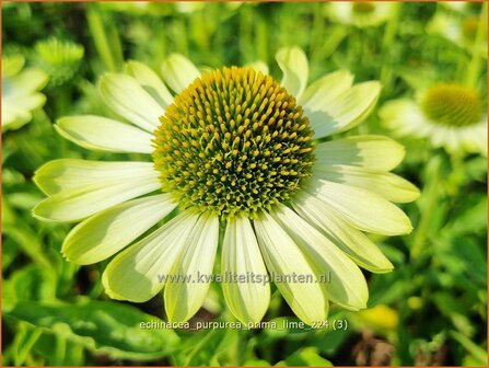 Echinacea purpurea &#039;Prima Lime&#039; | Rode zonnehoed, Zonnehoed | Roter Sonnenhut | Purple Coneflower