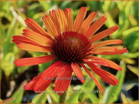 Echinacea purpurea &#039;Sensation Orange&#039; | Rode zonnehoed, Zonnehoed | Roter Sonnenhut | Purple Coneflower