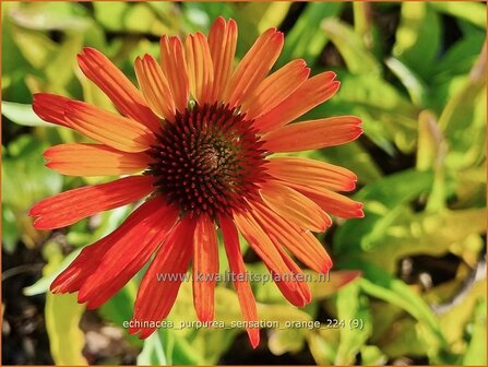 Echinacea purpurea &#039;Sensation Orange&#039; | Rode zonnehoed, Zonnehoed | Roter Sonnenhut | Purple Coneflower