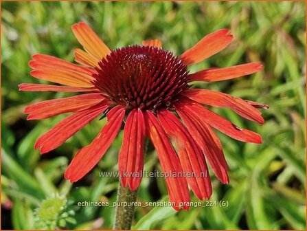 Echinacea purpurea &#039;Sensation Orange&#039; | Rode zonnehoed, Zonnehoed | Roter Sonnenhut | Purple Coneflower