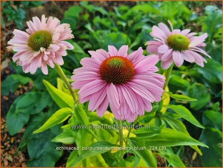 Echinacea purpurea &#039;Sunseekers Blush&#039; | Rode zonnehoed, Zonnehoed | Roter Sonnenhut | Purple Coneflower