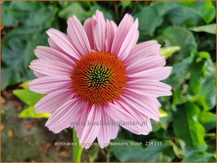 Echinacea purpurea &#039;Sunseekers Blush&#039; | Rode zonnehoed, Zonnehoed | Roter Sonnenhut | Purple Coneflower