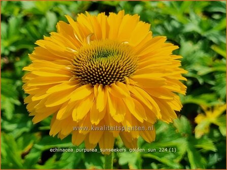 Echinacea purpurea &#039;Sunseekers Golden Sun&#039; | Rode zonnehoed, Zonnehoed | Roter Sonnenhut | Purple Coneflower