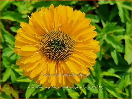 Echinacea purpurea &#039;Sunseekers Golden Sun&#039; | Rode zonnehoed, Zonnehoed | Roter Sonnenhut | Purple Coneflower