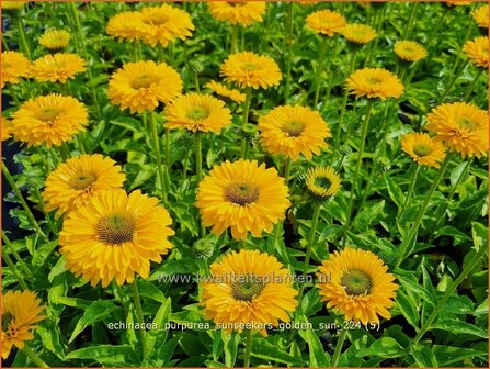 Echinacea purpurea &#039;Sunseekers Golden Sun&#039; | Rode zonnehoed, Zonnehoed | Roter Sonnenhut | Purple Coneflower