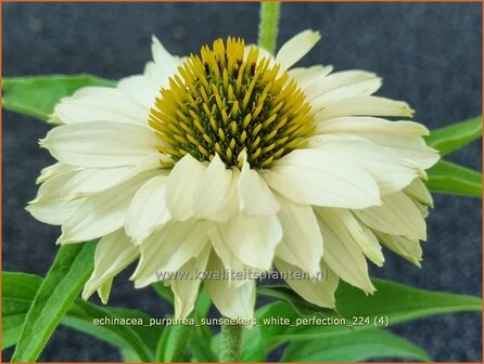 Echinacea purpurea &#039;Sunseekers White Perfection&#039; | Rode zonnehoed, Zonnehoed | Roter Sonnenhut | Purple Coneflower