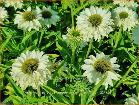 Echinacea purpurea &#039;Sunseekers White Perfection&#039; | Rode zonnehoed, Zonnehoed | Roter Sonnenhut | Purple Coneflower