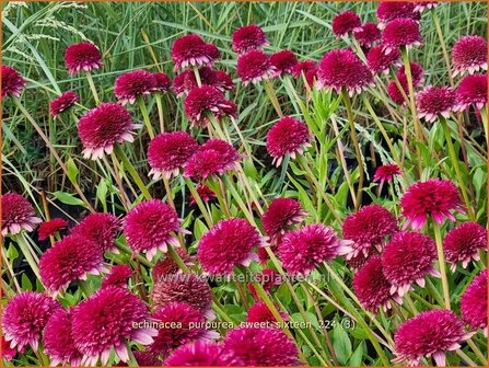 Echinacea purpurea &#039;Sweet Sixteen&#039; | Rode zonnehoed, Zonnehoed | Roter Sonnenhut | Purple Coneflower