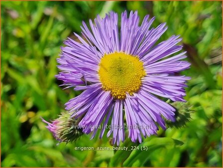 Erigeron &#039;Azure Beauty&#039; | Fijnstraal | Feinstrahl | Fleabane