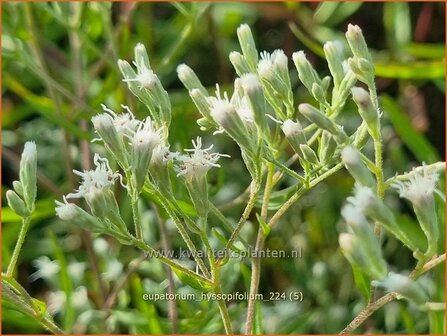 Eupatorium hyssopifolium | Leverkruid, Koninginnekruid | Ysopbl&auml;ttriger Wasserdost | Hyssopleaf Thoroughwort