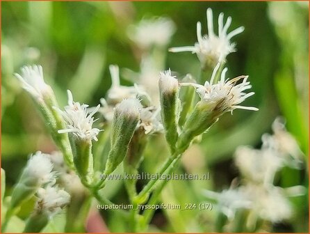 Eupatorium hyssopifolium | Leverkruid, Koninginnekruid | Ysopbl&auml;ttriger Wasserdost | Hyssopleaf Thoroughwort