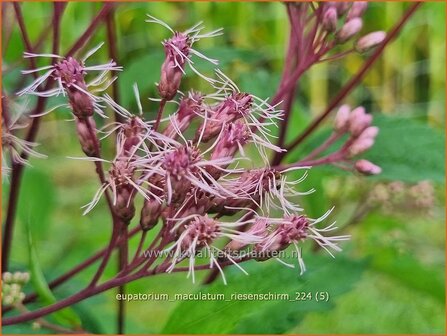 Eupatorium maculatum &#039;Riesenschirm&#039; | Gevlekt leverkruid, Koninginnekruid, Leverkruid | Gefleckter Wasserdost | S