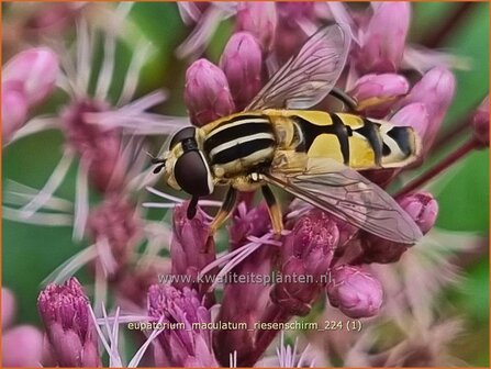 Eupatorium maculatum &#039;Riesenschirm&#039; | Gevlekt leverkruid, Koninginnekruid, Leverkruid | Gefleckter Wasserdost | S